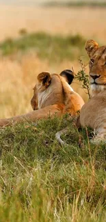 Two lionesses resting in the savannah, surrounded by golden grass.