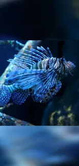 A vibrant lionfish swimming in a deep blue ocean background.