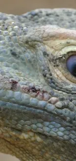 Close-up of a lizard's detailed scales and eye showcasing intricate patterns.