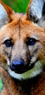 Close-up of a maned wolf against a lush green background.