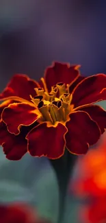 Close-up of vibrant marigold flower on a blurred background.