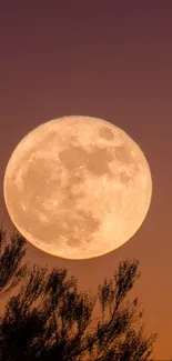 Full moon rising against an orange evening sky with silhouetted branches.