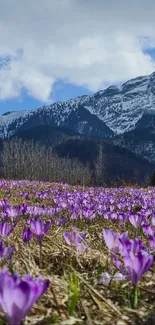 Purple wildflowers with snow-covered mountains in view.