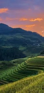 Mountain terraces at sunset, vibrant green landscape.