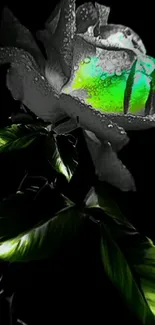 Dark rose with neon green accents on black background.