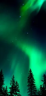 Northern Lights with green auroras over silhouetted trees under starry sky.