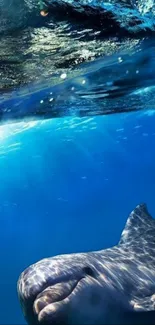 Vibrant blue ocean scene with a swimming shark.