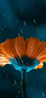 Orange gerbera flower in rain against teal background.