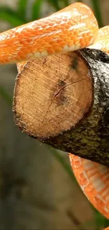 Bright orange snake coiling around wood, nature themed wallpaper.