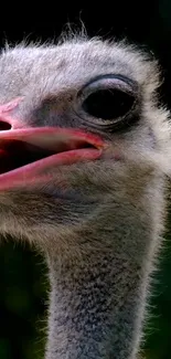 Close-up of an ostrich head with detailed feathers and open beak.