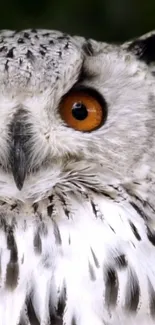 Close-up of an owl with striking orange eyes and detailed feathers.