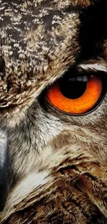 Close-up of an owl's eye with orange and black hues.