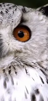 Closeup of a beautiful owl's eye, showcasing intricate feather details.