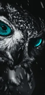 Close-up of an owl with teal eyes against a dark background.