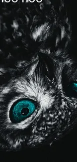 Close-up of an owl with striking turquoise eyes set against a black background.