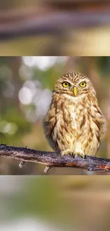 Majestic owl perched on branch in forest wallpaper.