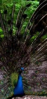 Vibrant peacock displaying colorful feathers in nature.