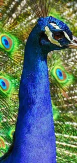 Vibrant blue peacock with its feathers displayed beautifully.