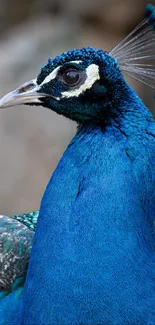 Close-up of a vibrant blue peacock showcasing detailed plumage.