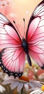 Pink butterfly resting on white daisies in vibrant sunlight.