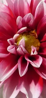 Vivid close-up of a blooming pink dahlia flower in full detail.