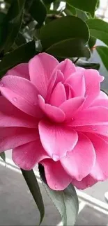 Pink flower with vibrant petals on a green leafy background.