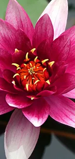 Close-up of a vibrant pink lotus flower with intricate petals and a dark background.