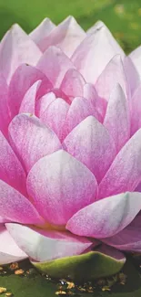 Close-up of a pink lotus flower with green background.