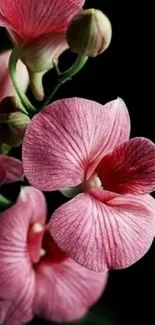 Pink orchids on black background mobile wallpaper.