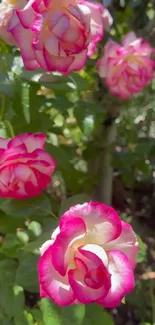 Vibrant pink roses with lush green leaves in sunlight.