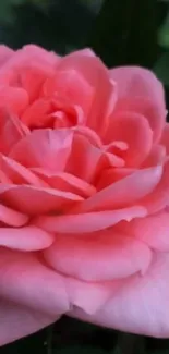 Close-up of a vibrant pink rose blossom on a green background.