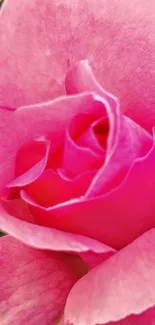 Close-up of a stunning pink rose with detailed petals.