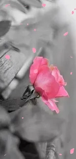 Pink rose in grayscale background wallpaper.