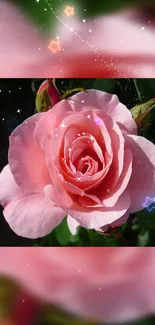 Pink rose with star effects on a mobile wallpaper.