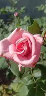 Beautiful pink rose blooming amidst lush green leaves.