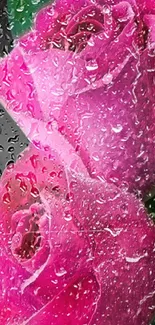 Vibrant pink roses with water droplets on a dark background.