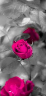 Vibrant pink roses on grayscale backdrop