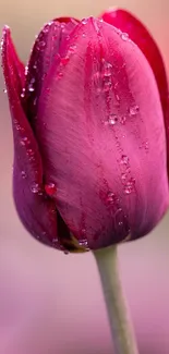 Pink tulip with dewdrops mobile wallpaper