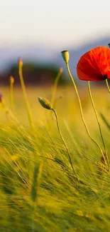 Vibrant poppy field with red flowers and green meadow in the sunlight.