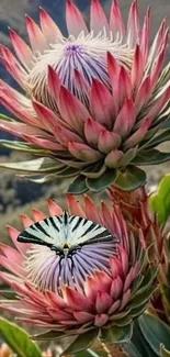 Protea flower with butterfly on top in vibrant colors.