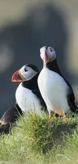 Two puffins on a green cliff with blurred background.