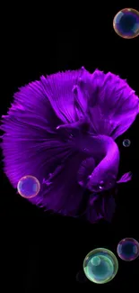 Purple betta fish on a black background wallpaper