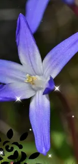 Purple flowers in natural setting, mobile wallpaper.