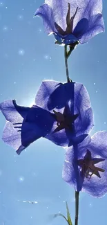 Purple flowers against a bright blue sky, creating a stunning and natural wallpaper.