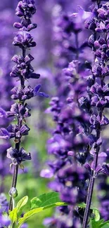 Purple lavender flowers in vibrant bloom.