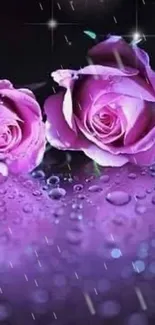 Purple roses with sparkling dew on a dark background, creating a stunning wallpaper.