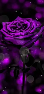 Vibrant purple rose mobile wallpaper with elegant floral design.