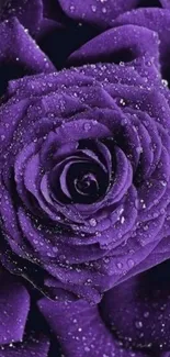 Vibrant purple rose with dewdrops, perfect for elegant wallpaper.