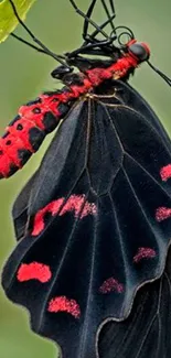 Red and black butterfly resting on a leaf.