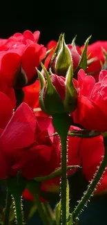 Vibrant red flowers with a dark background.